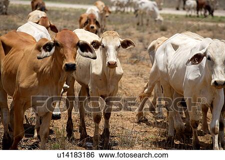 Stock Photograph - travel, australia, outback. Fotosearch