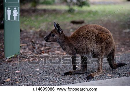 Stock Photograph - travel, australia, outback. Fotosearch