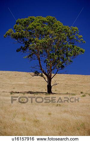 Stock Photograph - travel, australia, outback. Fotosearch
