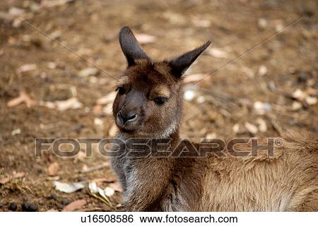 Stock Photograph - travel, australia, outback. Fotosearch