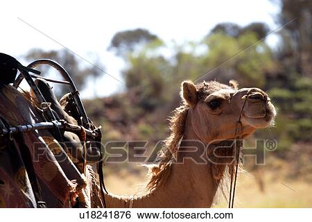 Stock Photograph - travel, australia, outback. Fotosearch