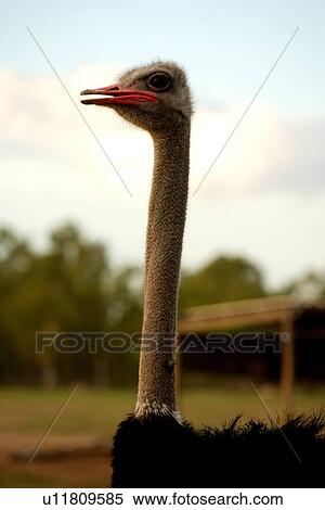 Stock Photography - travel, australia, outback. Fotosearch