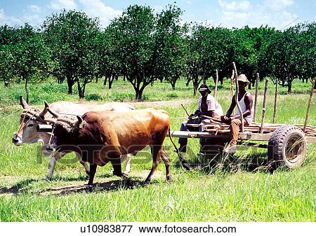 Stock Photo - travel, cuba, dominican republic. Fotosearch