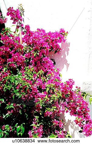 Picture - travel, greece, island. Fotosearch