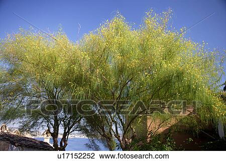 Stock Image - travel, spain, mallorca city. Fotosearch