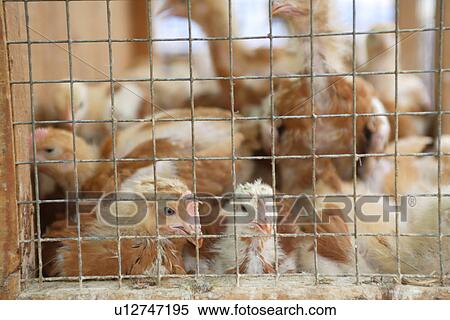 Stock Photography - travel, spain, mallorca city. Fotosearch