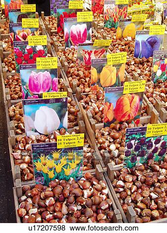 Stock Photo - travel, netherlands, amsterdam. Fotosearch
