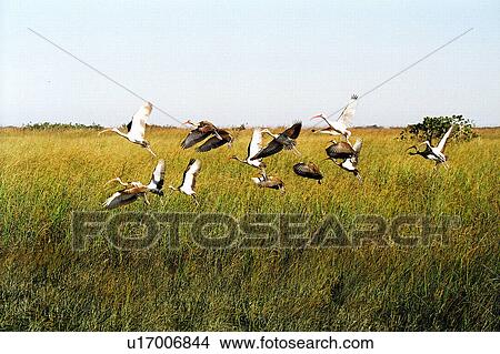 Picture - travel, usa, florida. Fotosearch