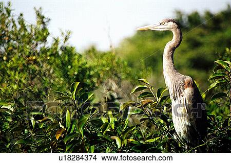 Picture - travel, usa, florida. Fotosearch