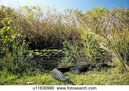 Stock Image - travel, usa, florida. Fotosearch
