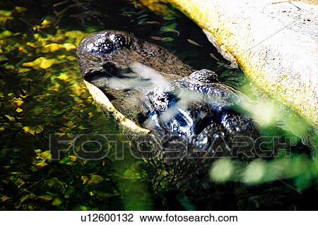 Stock Image - travel, usa, florida. Fotosearch