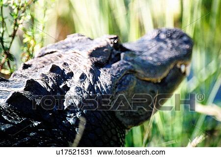 travel, usa, florida View Large Photo Image Stock Image - travel, usa, florida. Fotosearch