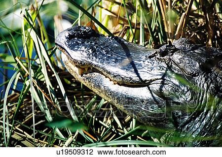 travel, usa, florida View Large Photo Image Stock Image - travel, usa, florida. Fotosearch