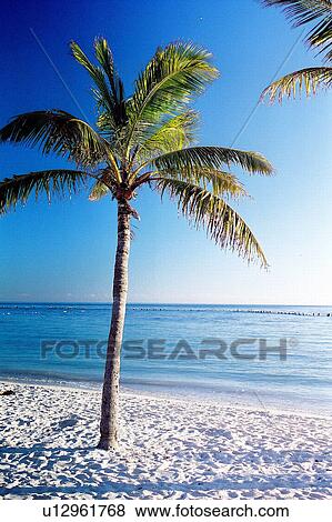 travel, usa, florida View Large Photo Image Stock Photo - travel, usa, florida. Fotosearch
