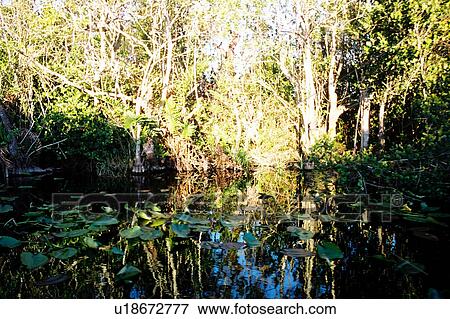 travel, usa, florida View Large Photo Image Stock Photo - travel, usa, florida. Fotosearch