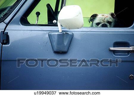Bulldog in a blue car View Large Photo Image Stock Photo - Bulldog in a blue car. Fotosearch