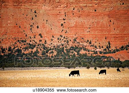 Stock Photography - Cows grazing in the western states. Fotosearch