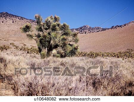 Stock Image - travel, usa, west, states. Fotosearch