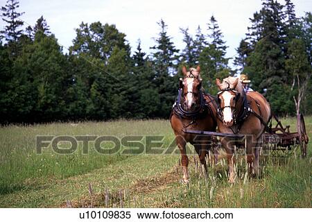 Orwell Historic Village-horse-drawn plough View Large Photo Image Stock Photography - Orwell Historic Village-horse-drawn plough. Fotosearch