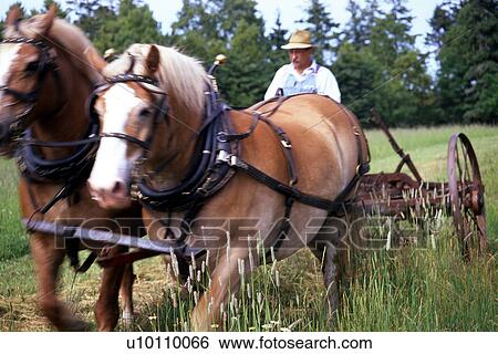 Orwell Historic Village- plough horses View Large Photo Image Stock Photograph - Orwell Historic Village- plough horses. Fotosearch