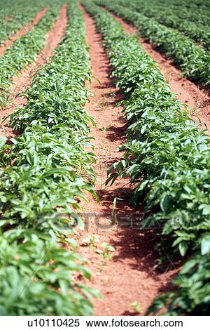 P. E. I. potato fields View Large Photo Image Stock Photography - P. E. I. potato fields. Fotosearch