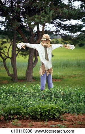 Scarecrow View Large Photo Image Stock Photograph - Scarecrow. Fotosearch