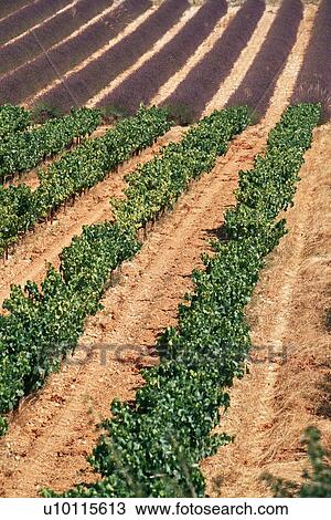 Stock Image - Lavender fields near Abbey de Senanque. Fotosearch