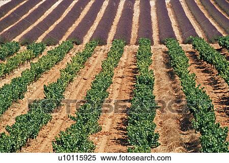 Stock Photography - Lavender fields near Abbey de Senanque. Fotosearch