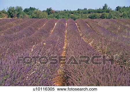 Lavender fields near Abbey de Senanque View Large Photo Image Stock Photography - Lavender fields near Abbey de Senanque. Fotosearch