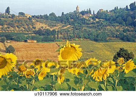Sunflowers in Tuscany View Large Photo Image Stock Photograph - Sunflowers in Tuscany. Fotosearch