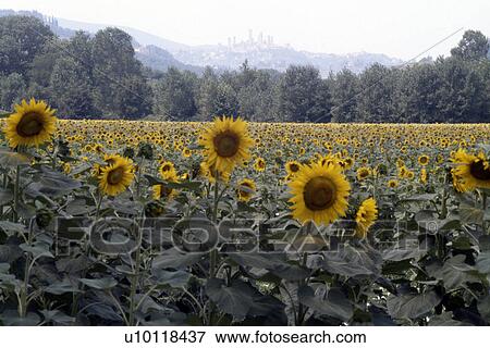 Stock Photo - Tuscan Sunflowers . Fotosearch