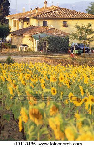 Tuscany, Italy View Large Photo Image Stock Photograph - Tuscany, Italy. Fotosearch