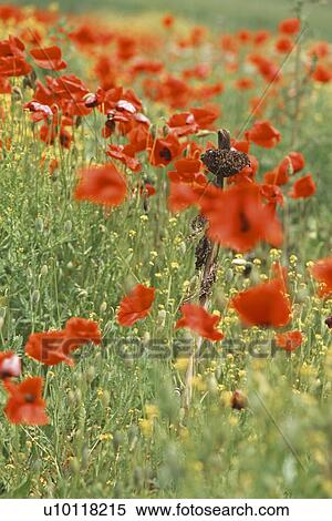 Stock Photography - Wild poppies in Tuscany. Fotosearch
