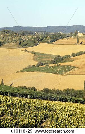 Stock Photo - Landscape near San Gimignano. Fotosearch