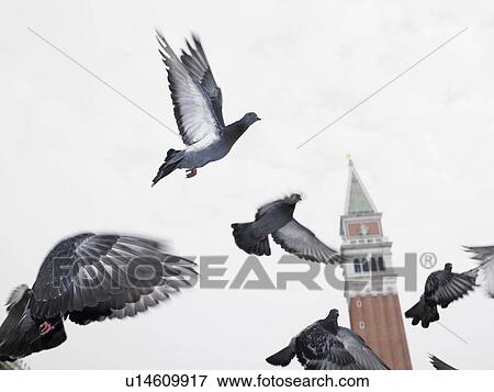 Pigeons flying View Large Photo Image Stock Photo - Pigeons flying. Fotosearch