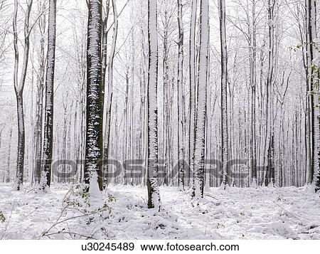 Woods under snow View Large Photo Image Stock Photo - Woods under snow. Fotosearch