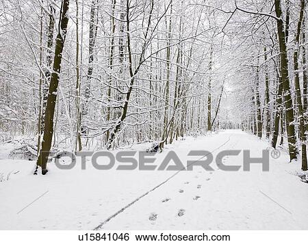 Stock Photograph - Woods under snow. Fotosearch