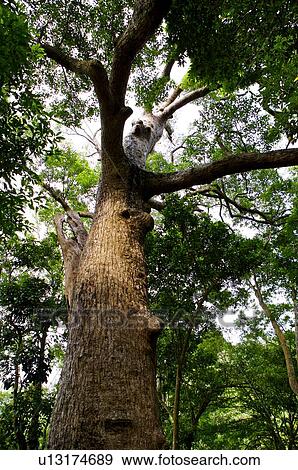 Stock Photo - Beipu Village, Er Liao Sacred Tree. Fotosearch