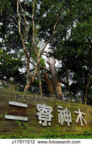 Stock Image - Er Liao Sacred Tree. Fotosearch