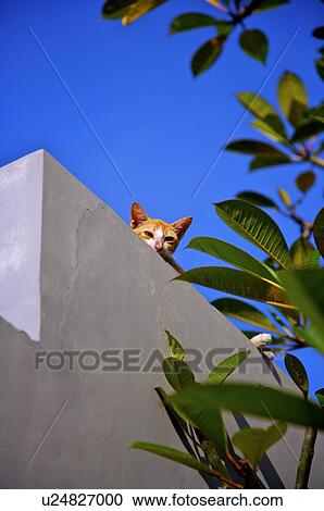 Stock Image - A cat standing on the wall. Fotosearch