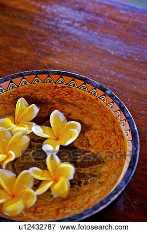 Frangipani in dash on desk View Large Photo Image Stock Photo - Frangipani in dash on desk. Fotosearch