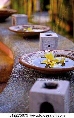 Frangipani in dash on the edge View Large Photo Image Stock Photography - Frangipani in dash on the edge. Fotosearch