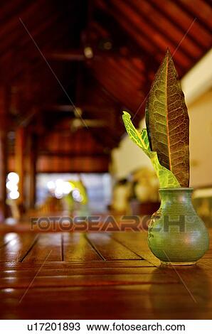 Leaves in bottle, Bali, Indonesia View Large Photo Image Stock Image - Leaves in bottle, Bali, Indonesia. Fotosearch