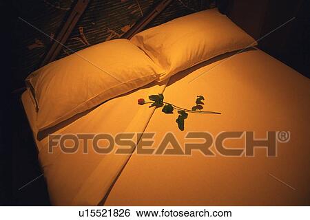 Stock Photograph - Rose on Bed, High Angle View. Fotosearch