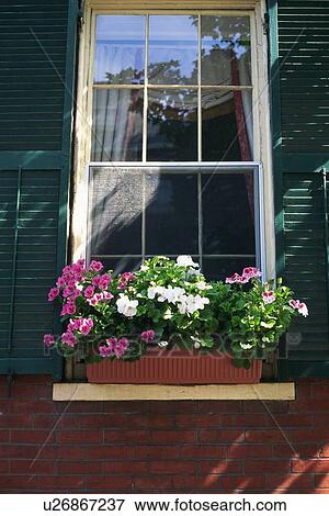 Window and Flower Pot, Front View View Large Photo Image Stock Photo - Window and Flower Pot, Front View. Fotosearch