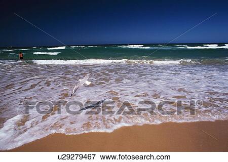 Stock Photo - A Flying Sea Gull and the Waves Lapping at the Beach. Fotosearch