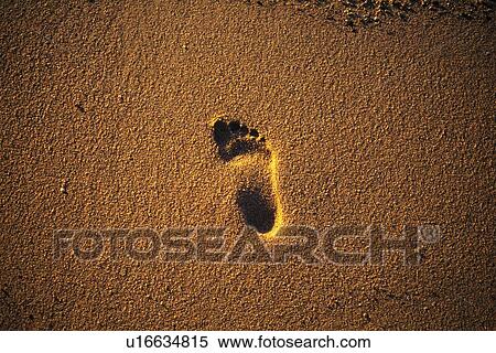 A Footprint on the Sands, High Angle View View Large Photo Image Stock Photography - A Footprint on the Sands, High Angle View. Fotosearch