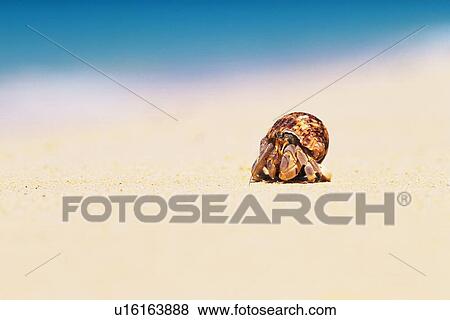 Stock Photo - A Hermit Crab on the Miyako-jima Beach, Japan, Differential Focus, Copy Space. Fotosearch