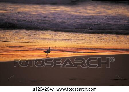 Stock Photo - A Sea Gull at the Sunset Beach. Fotosearch