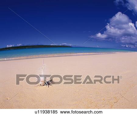 A Seashell on the Sandy Beach, Fish-eye View Large Photo Image Stock Photography - A Seashell on the Sandy Beach, Fish-eye. Fotosearch